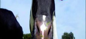 La cadena de valor de los productos lácteos en peligro