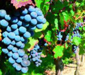 Crece la superficie de viñedo ecológico casi un 80%