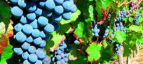 Crece la superficie de viñedo ecológico casi un 80%