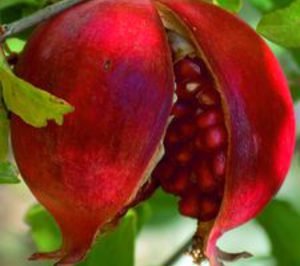 Los Chiguitos inicia el año con cambios en su accionariado