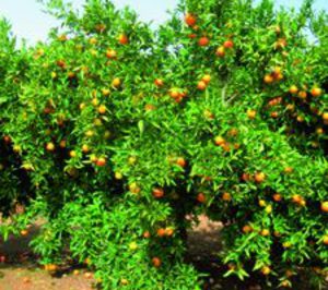 Anecoop estudia nuevas variedades comerciales de cítricos