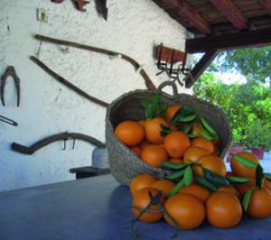 Naranjas valencianas, del árbol a la mesa