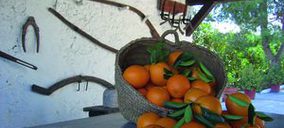 Naranjas valencianas, del árbol a la mesa