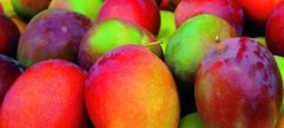 Trops preparada para comenzar las obras de su nueva planta