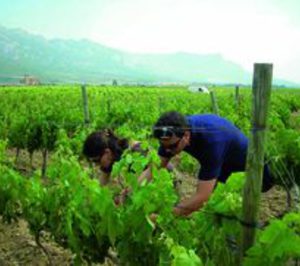 Enoturismo sostenible en Las Rutas del Vino de España