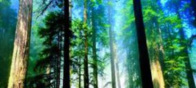 Chep obtiene las certificaciones medioambientales PEFC y FSC
