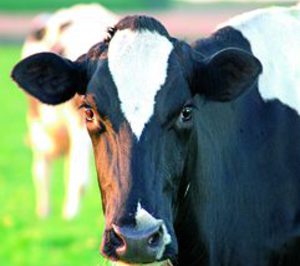 Cárnicas Rosada prepara su entrada en el mercado de precocinados