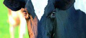 Cárnicas Rosada prepara su entrada en el mercado de precocinados