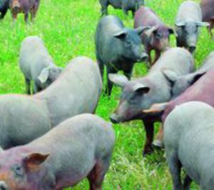 El sector de ibérico no volverá a ser el mismo