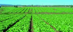 Las OPFHs andaluzas invertirán 136 M en programas operativos