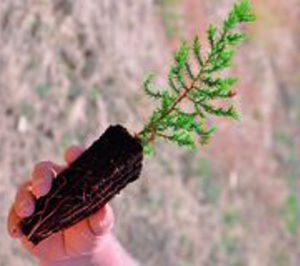 Sphere culmina un proyecto de reforestación en Aragón