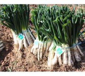 La I.G.P. Calçots de Valls invierte en la mejora genética de producto