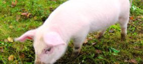 Carne de porcino: Año récord