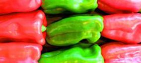 Coop. San Isidro Labrador, de El Ejido, invierte en modernización