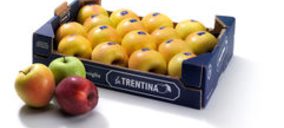 Consorcio La Trentina prevé mantener su volumen de manzanas en 2013