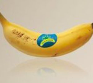 La IGP converte a Plátano de Canarias en nombre propio