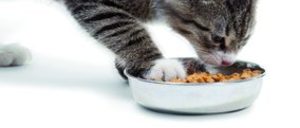 Informe 2014 del sector de petfood