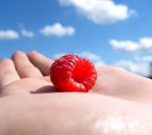 First Fruit amplía la superficie de cultivo de berries