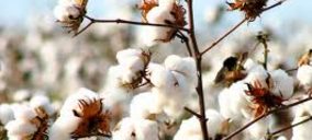 Cotton South continúa invirtiendo mientras proyecta su recuperación