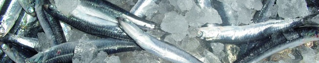 Informe 2014 de proveedores de pescado fresco