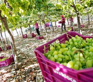 Uvasdoce testa el cultivo de cereza