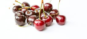 Valle del Jerte continúa ampliando capacidad frigorífica