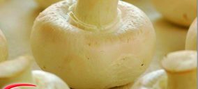 Champinter elevará ventas y volumen en 2015 gracias a sus inversiones