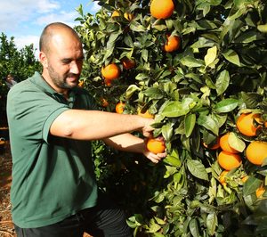 Mercadona incrementa un 30% las compras de naranja española