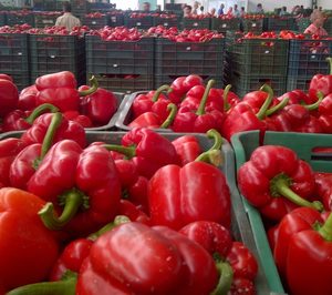 AgrupaEjido se declara en concurso