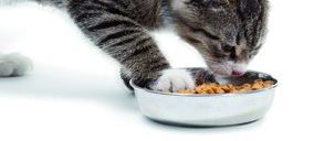 Agrolimen apuesta  por los petfood más allá de Affinity