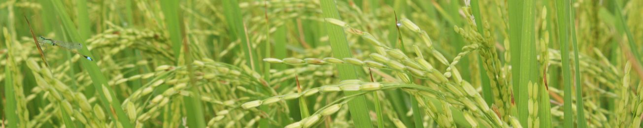 Informe 2016 del sector de Arroz