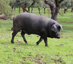 Calderón y Ramos incrementa su sacrificio de ibérico