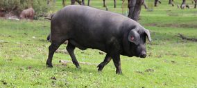 Calderón y Ramos incrementa su sacrificio de ibérico