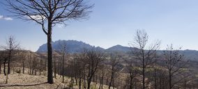 Eurofred borra su huella de carbono con 16.000 árboles