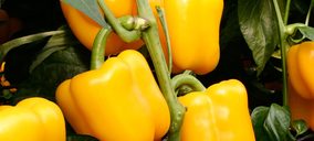 Copisi, nueva denominación de la Coop. San Isidro Labrador de El Ejido