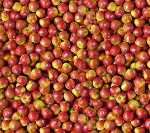 Kanzi cierra la temporada con crecimiento y nuevos mercados en expansión