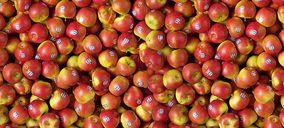 Kanzi cierra la temporada con crecimiento y nuevos mercados en expansión