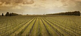 Castell del Remei reafirma su apuesta por los vinos blancos