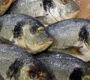 Skretting pone en marcha su tercera línea productiva