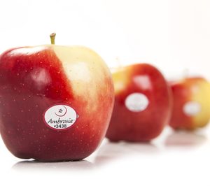 Ambrosia inicia su actividad promocional en España para 2016/2017