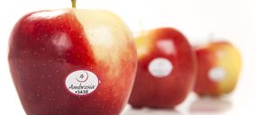 Ambrosia inicia su actividad promocional en España para 2016/2017