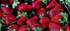 Bonafru acondiciona fincas de 200 ha para berries con una inversión de 7 M€