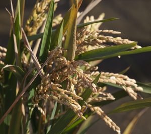 Kellogg y el IRTA colaboran para hacer más rentable y sostenible el cultivo del arroz