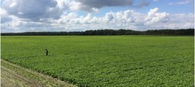 Las verduras congeladas en cifras positivas históricas