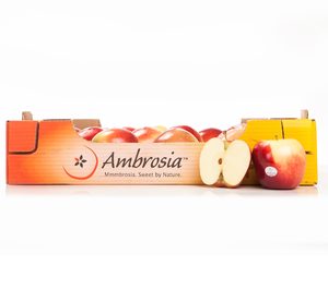 La manzana Ambrosia arranca la temporada con perspectiva positivas