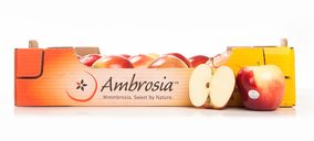 La manzana Ambrosia arranca la temporada con perspectiva positivas