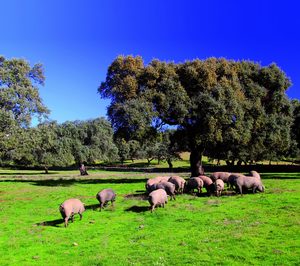 Varias compañías promueven un matadero de ibérico