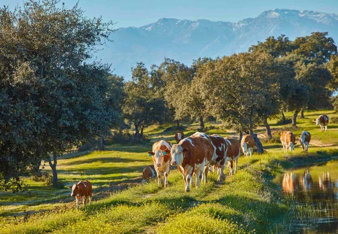 CG Carnia completa la integración de Carns Catalana-Pallejà