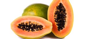 Anecoop ultima su primera línea adaptada para papaya