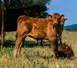 Coren se queda con los activos de Artesanos Gallegos de la Carne